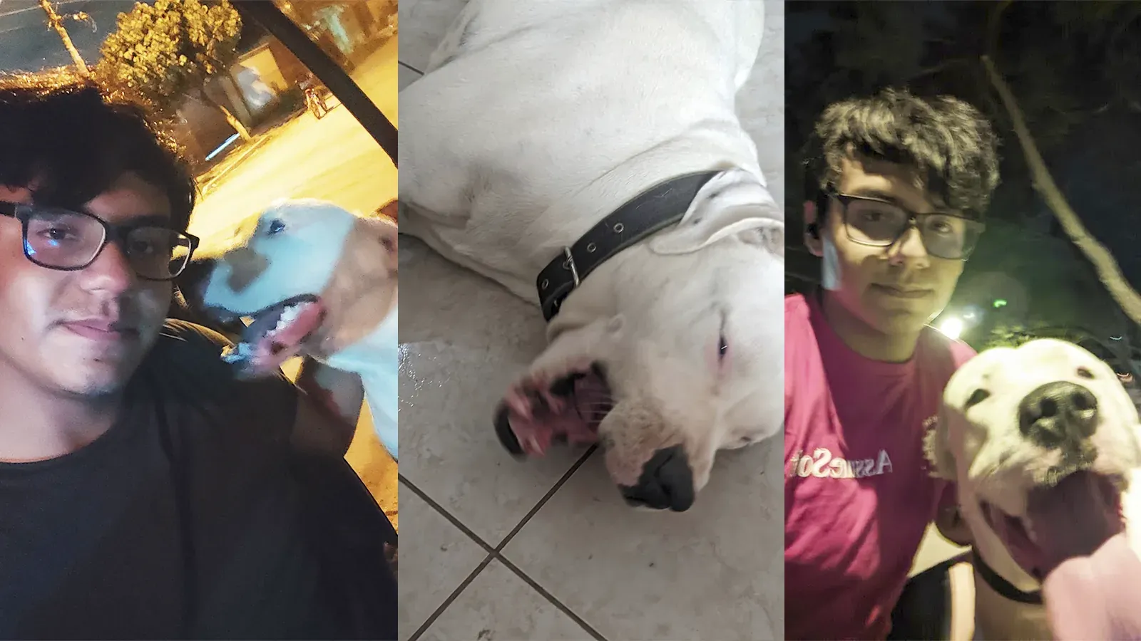 Collage de fotos de Daniel y su perro dogo argentino Bodo compartiendo momentos juntos.