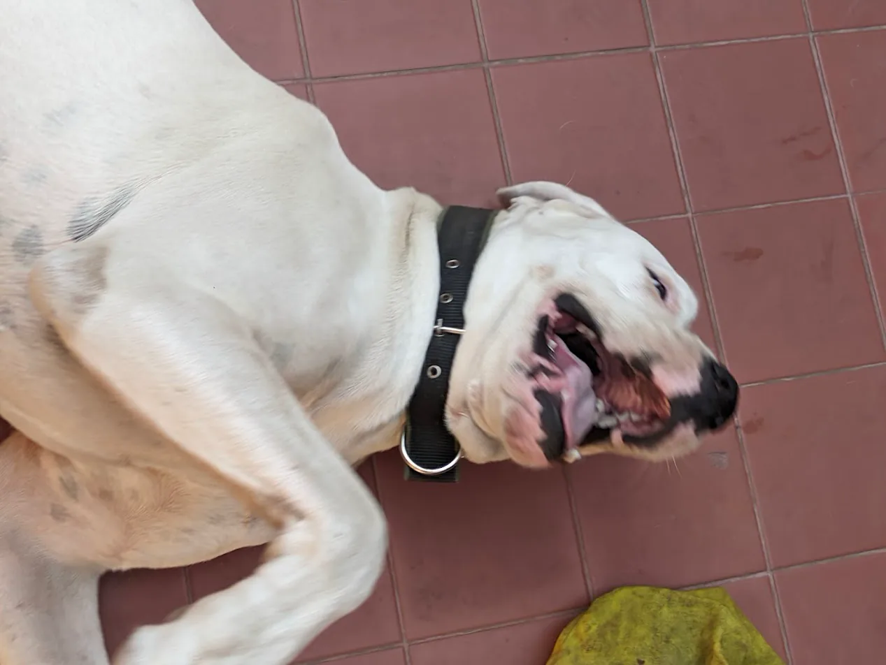 Bodo jugando boca arriba